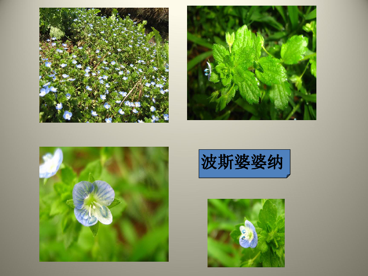 多种多样的植物课件(共21张PPT)