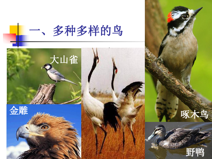 八年级生物上册5.1.6鸟课件(共28张PPT)
