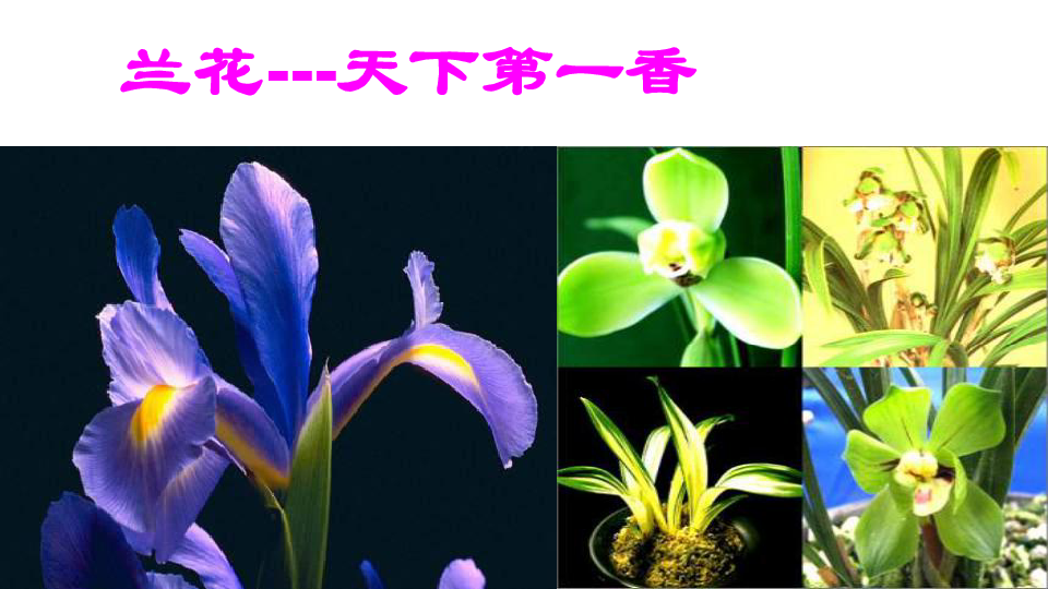 《开花和结果》 课见   (共30张PPT)