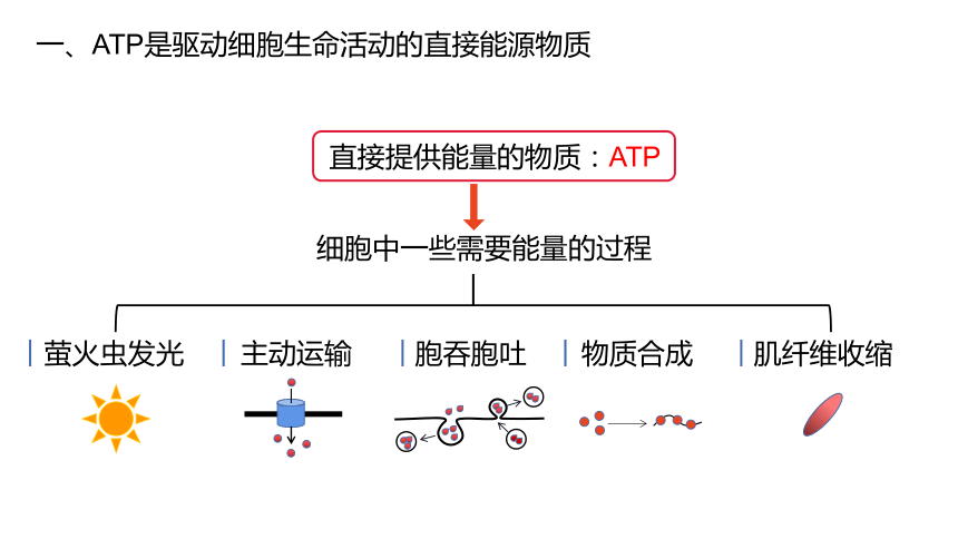 新教材人教版2019高中生物必修一52细胞的能量货币atp课件30张ppt