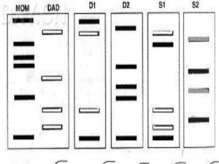 人教版高中生物必修一2．3遗传信息的携带者——核酸（共31张ppt）