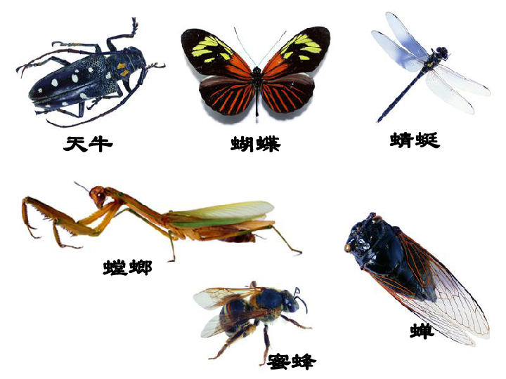 各种各样的昆虫ppt图片