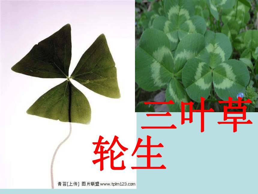 科学三年级上苏教版2.2校园里的植物