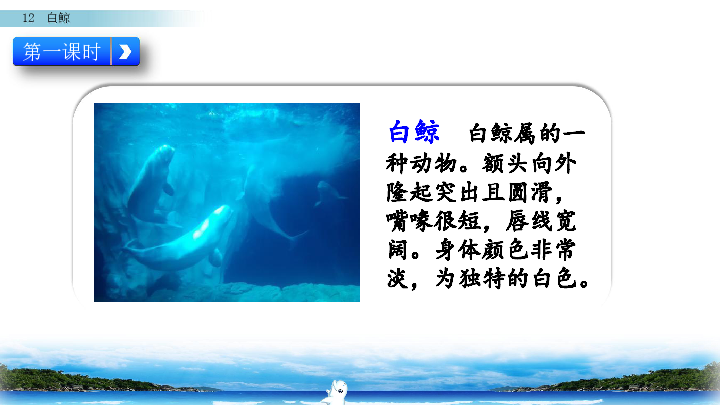 西师大版四年级下册语文课件：12 白鲸 (共44张PPT)