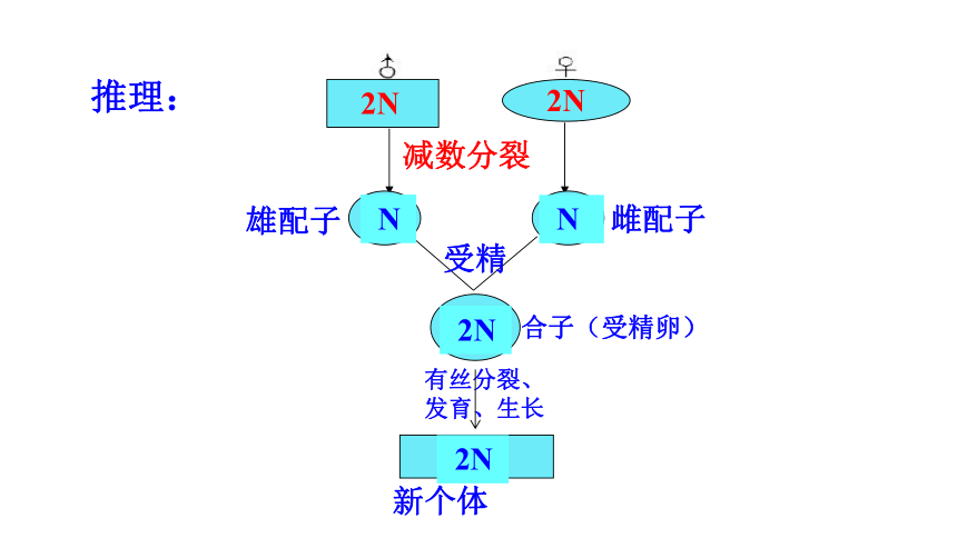 2020-2021学年高一生物人教版必修二2.1减数分裂与受精作用课件 （62张ppt）