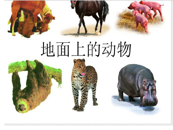 苏科版七下生物 11.2 地面上的动物 课件（21张PPT)