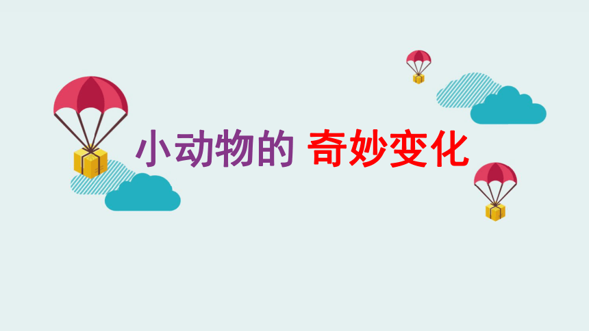 小動物的奇妙變化課件綜合實踐活動三年級上冊教科版13張ppt