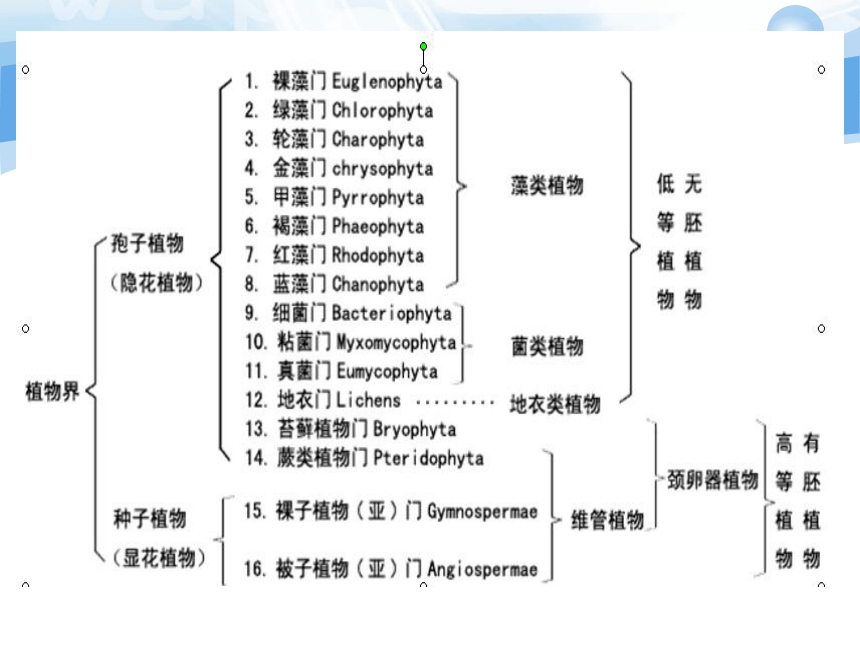 广东省东莞中学生物竞赛辅导植物生物学——植物分类学（共64张PPT）