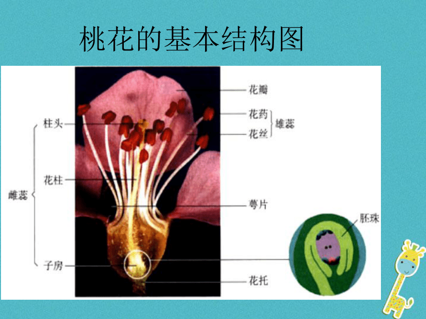 7.1.1植物的生殖 课件（新版）28张PPT