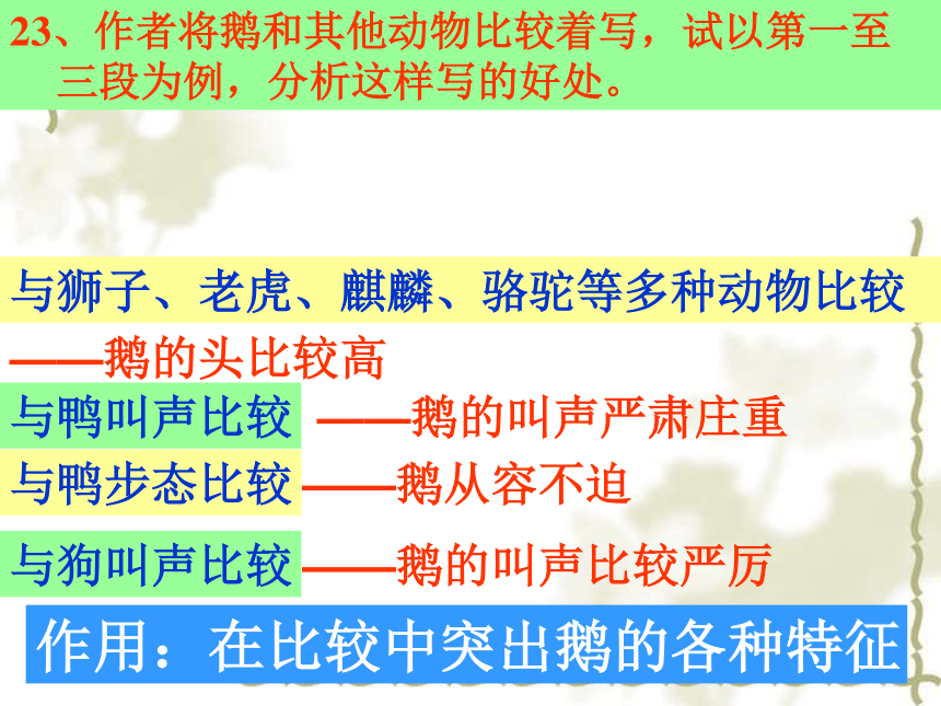 语文版七下《白鹅》ppt课件