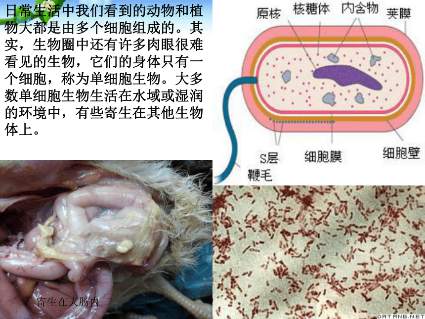 2.2.4单细胞生物  课件（31张PPT）