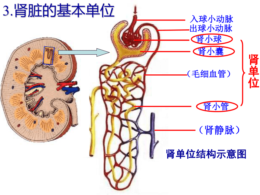 生物结构图排泄图片