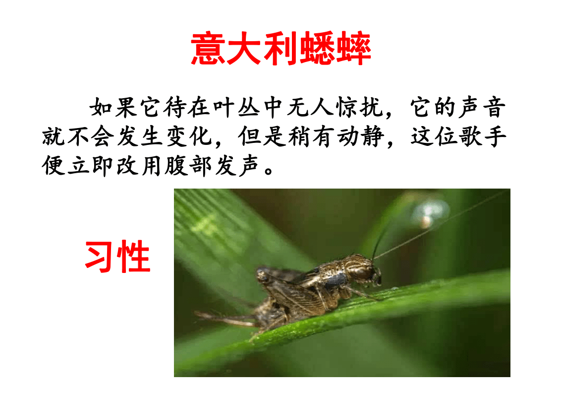 昆虫记动物介绍ppt图片