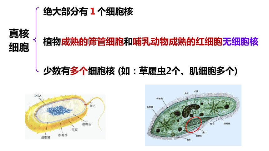 20212022學年高一上學期生物人教版2019必修133細胞核的結構和功能