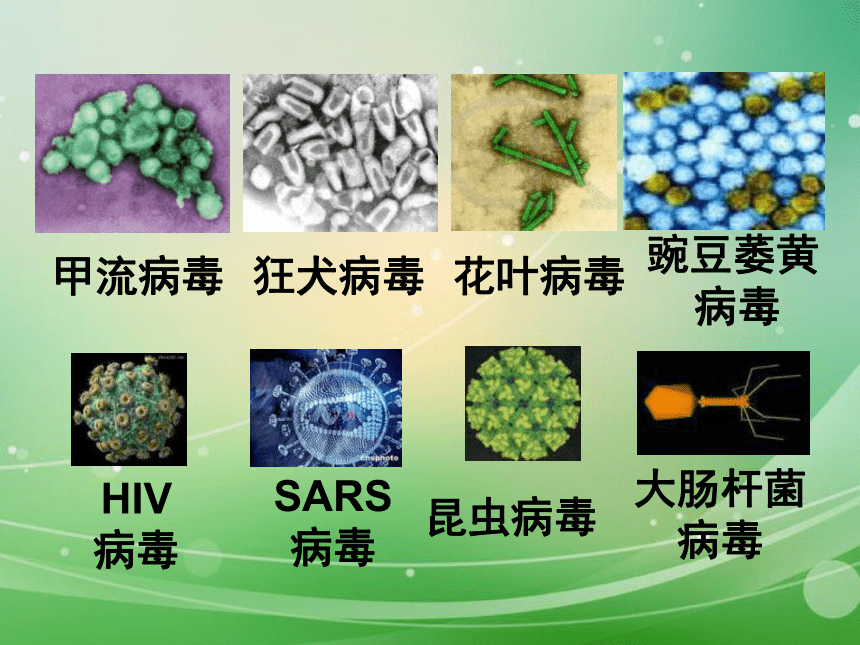 病毒 课件36张PPT