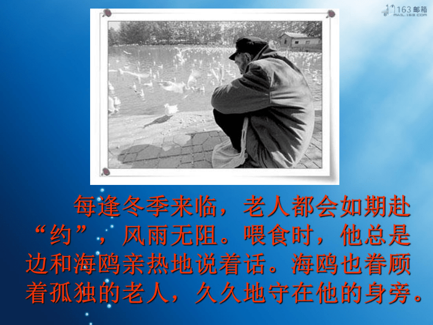 （北京版）五年级语文上册课件 老人与海鸥