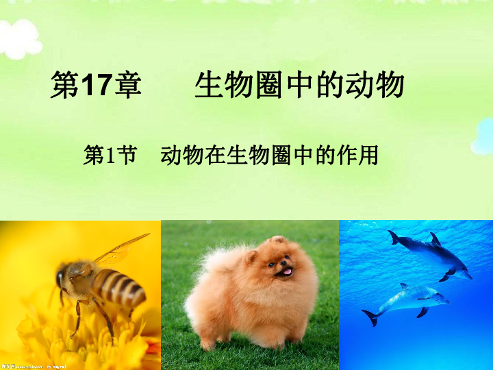 17.1动物在生物圈中的作用(共31张PPT)