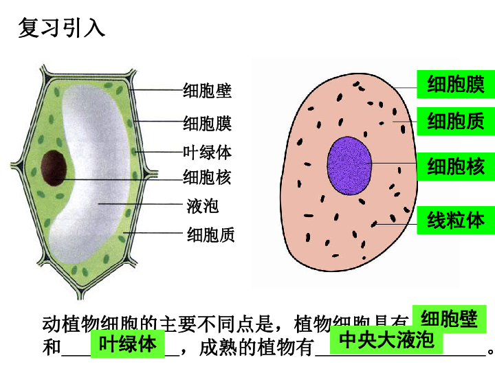 苏科版七下生物 8.2 细胞的分裂和分化 课件（20张PPT）