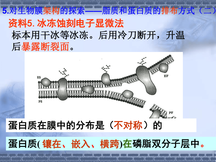 苏教版高中生物必修一第三章第三节生物体的流动镶嵌模型（共18张）