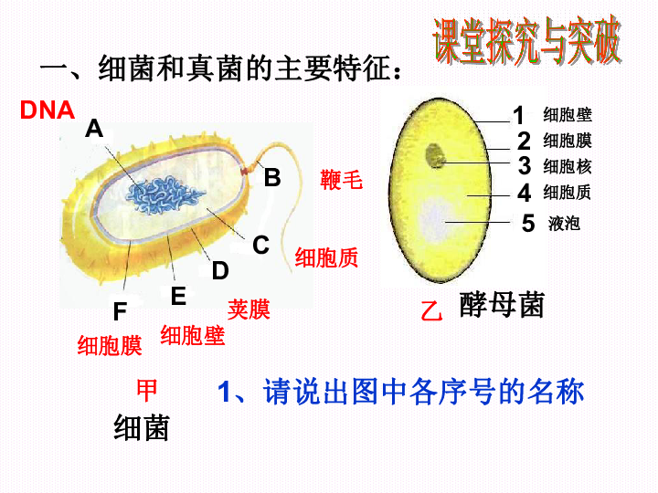 2019年云南省：中考生物专题复习《细菌和真菌》课件（共30张PPT）