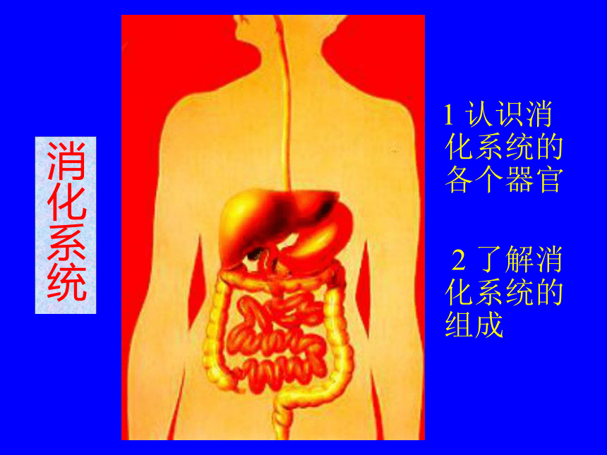 第二节   食物的消化[下学期]