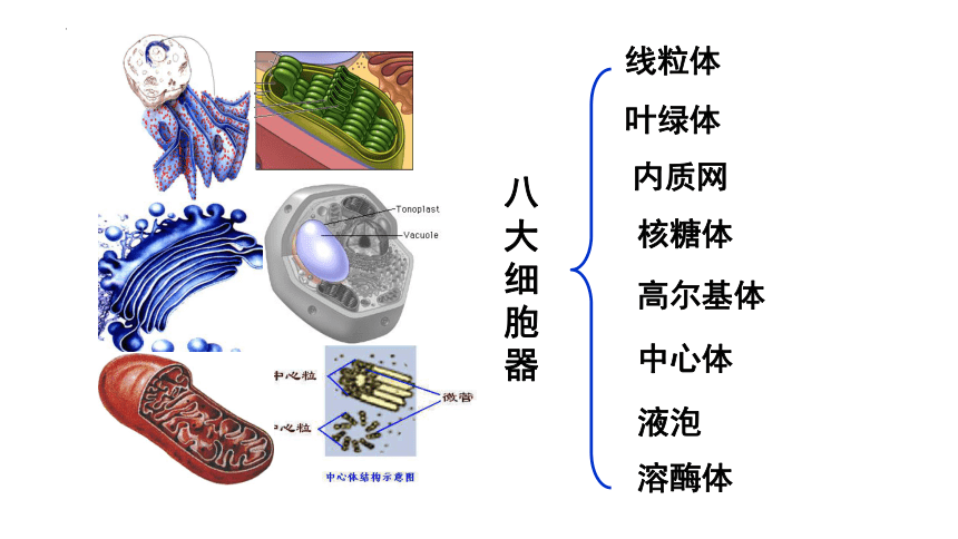 2 细胞器之间的分工合作(共41张ppt)