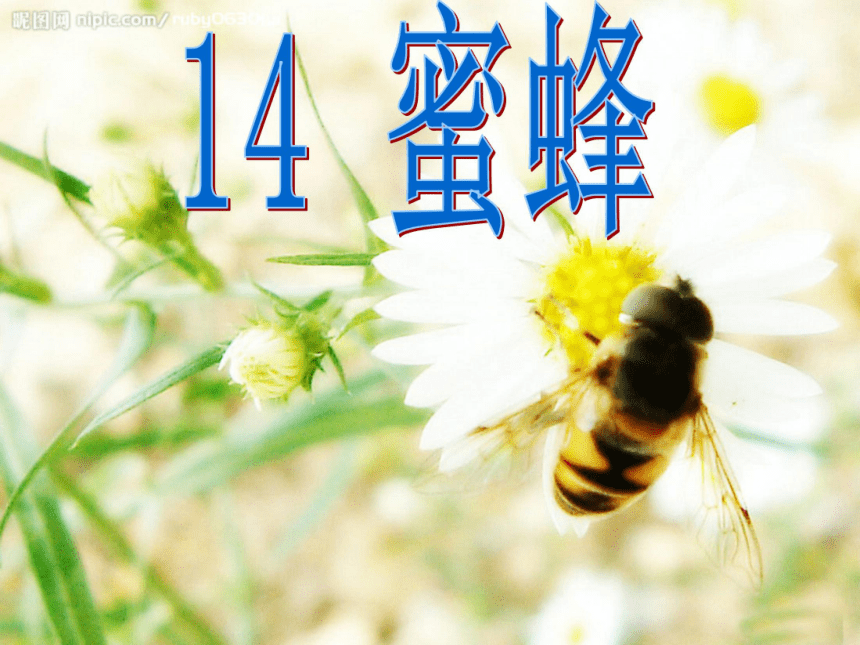 14 蜜蜂课件1