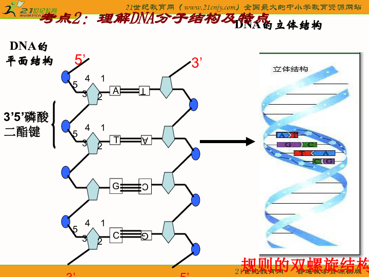 人教版課件高考生物複習:《dna分子的結構和複製》