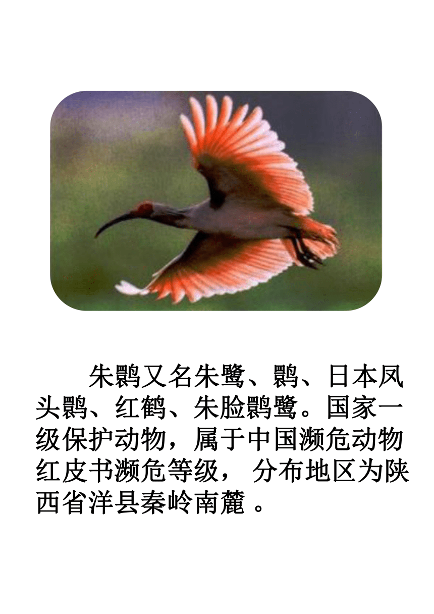 中国珍稀动物资料图片