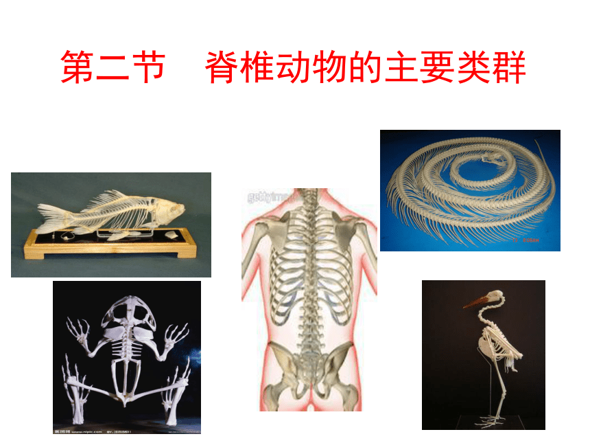 第二节 脊椎动物的主要类群