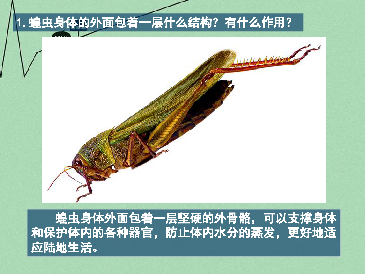 苏科版七年级下册生物 12.2昆虫 课件(24张PPT)