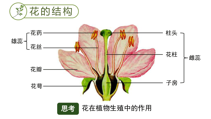 花的繁殖过程示意图图片