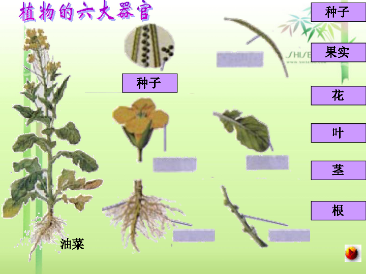 描述綠色開花植物體和動物體的結構層次2,說出器官和系統的概念油菜