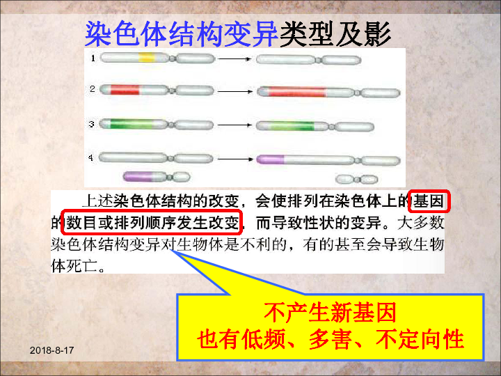 人教版高中生物必修二 5.2 染色体变异（27张）