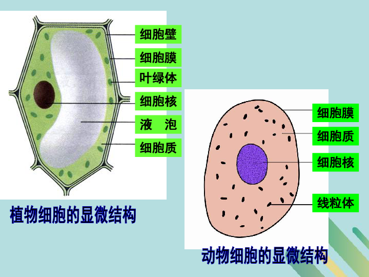 高中细胞结构示意图图片