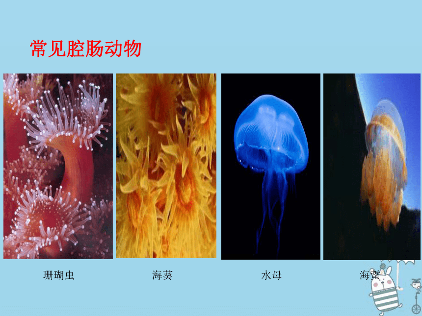 2018年八年级生物上册5.1.1腔肠动物和扁形动物课件（新版）新人教版（38张PPT）