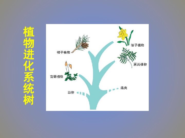 北师大版生物八年级下册22.3《植物的主要类群》课件(共42张PPT)