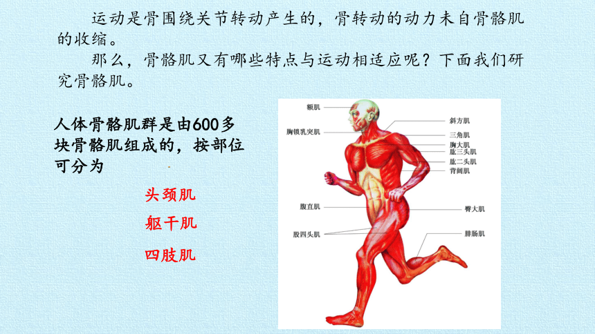 ad运动系统主要是由骨,关节和肌肉组成c