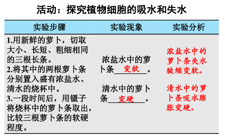 吸收作用  课件 （共19页PPT）