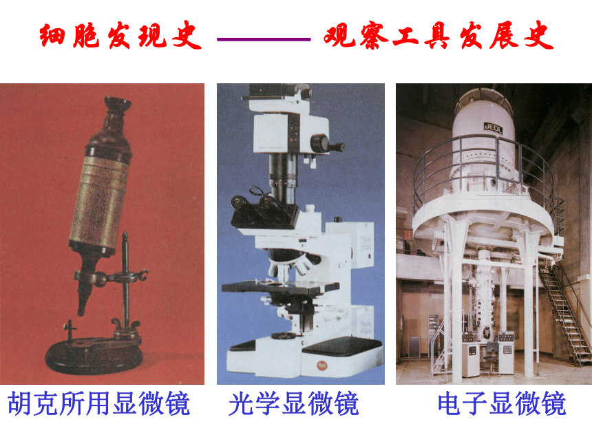 2.4 细胞（2课时）（课件 40张ppt）