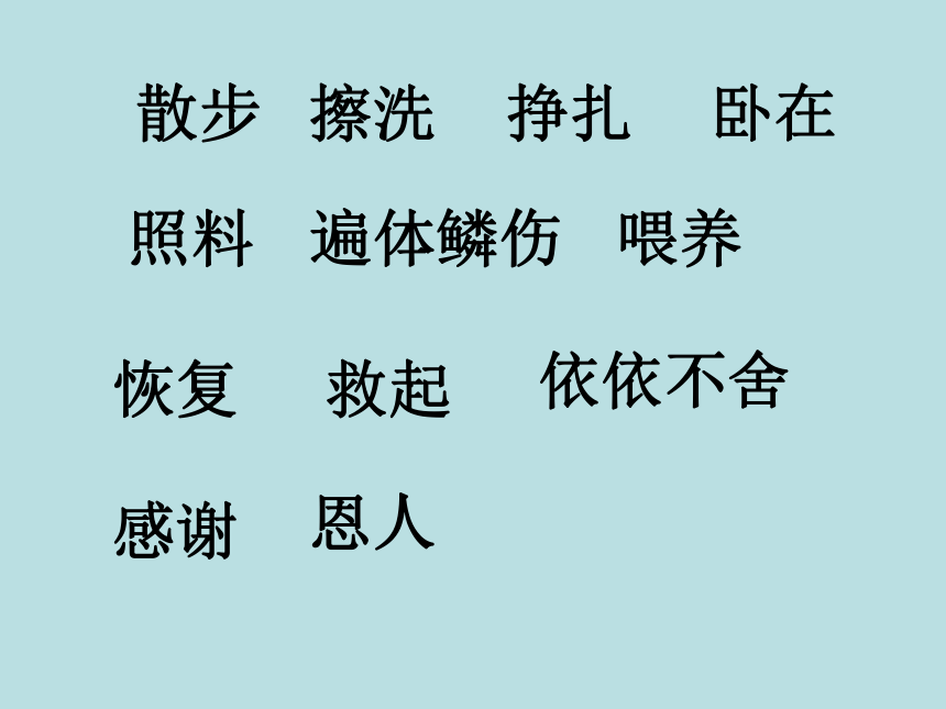 幸运的小海豹