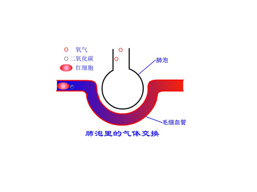 第十章 第四節 人體內的氣體交換課件(共20張ppt,內嵌動畫)