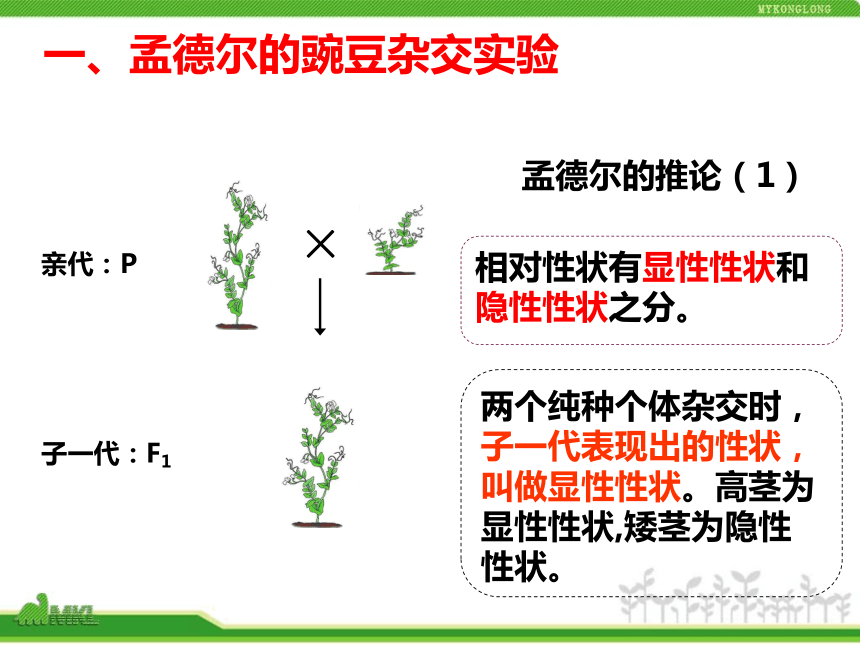 人教版八年级下册2.3基因显性和隐性课件（33张ppt）