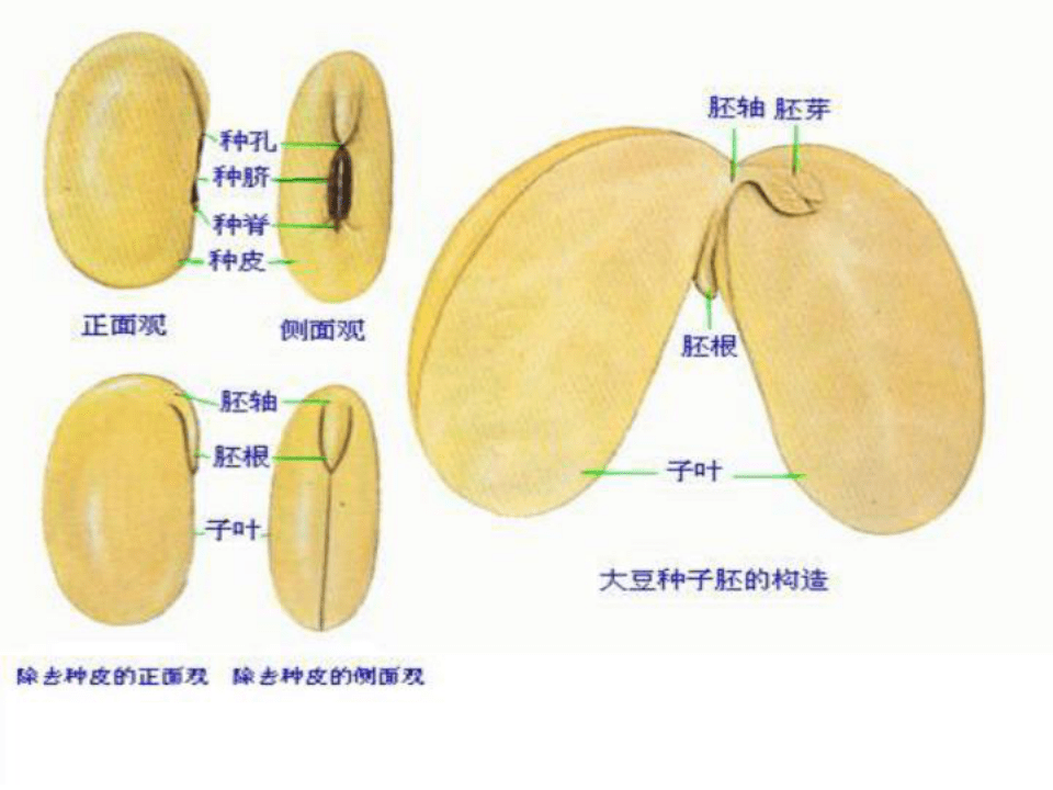 中考总复习《被子植物的一生》课件 22张PPT