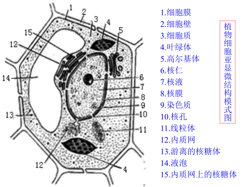 浙科版生物必修1第五节原核细胞课件1