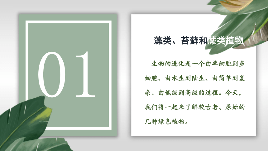 20212022學年人教版七年級生物上冊第三單元第一章第一節藻類苔蘚和