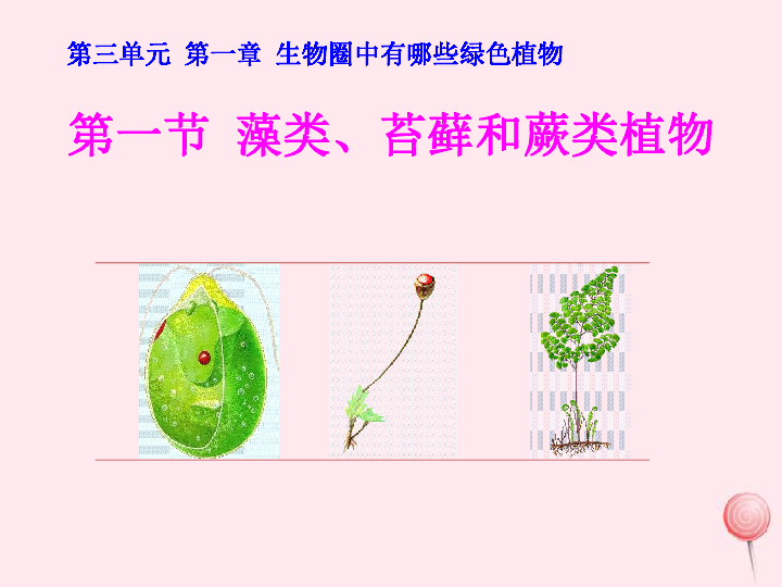 七年级生物上册第三单元第一章第一节藻类、苔藓和蕨类植物课件（24张PPT）