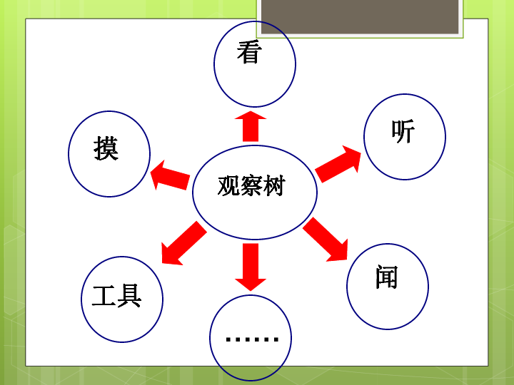 2、校园中的树木 课件（20张PPT）