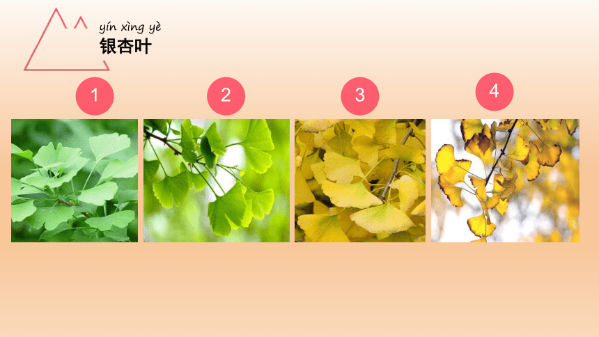 树叶变黄的顺序图片