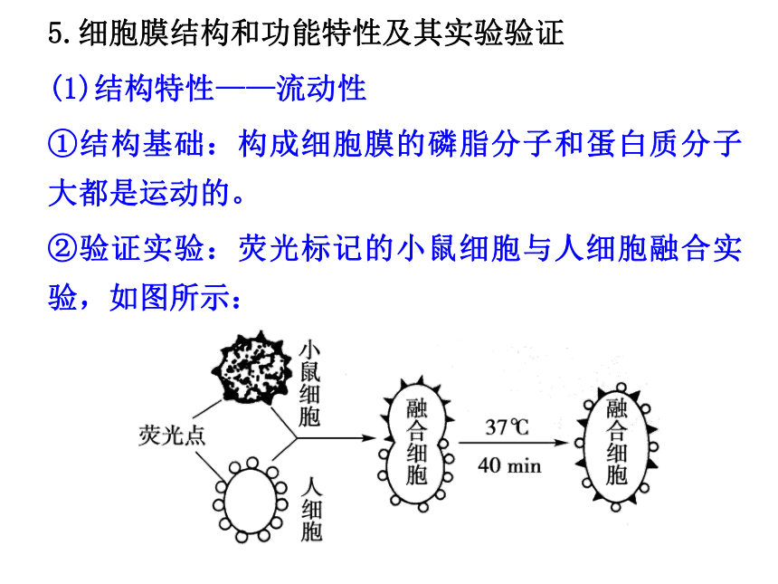 专题2 细胞的基本结构28PPT